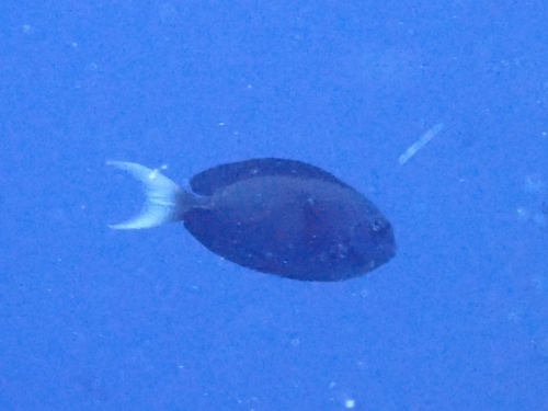 Acanthurus thompsoni observed 2026-09-06