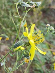 Crepidiastrum tenuifolium, photograph (c) Святослав Власенко, some rights reserved (CC BY)