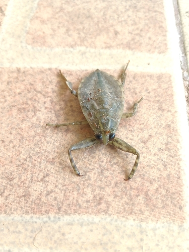 Asian Giant Water Bug