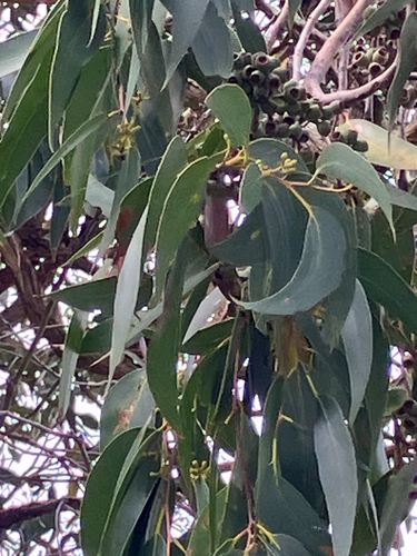 Messmate Stringybark