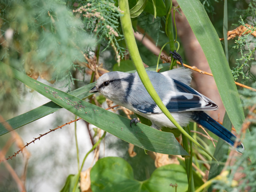 Cyanistes cyanus tianschanicus