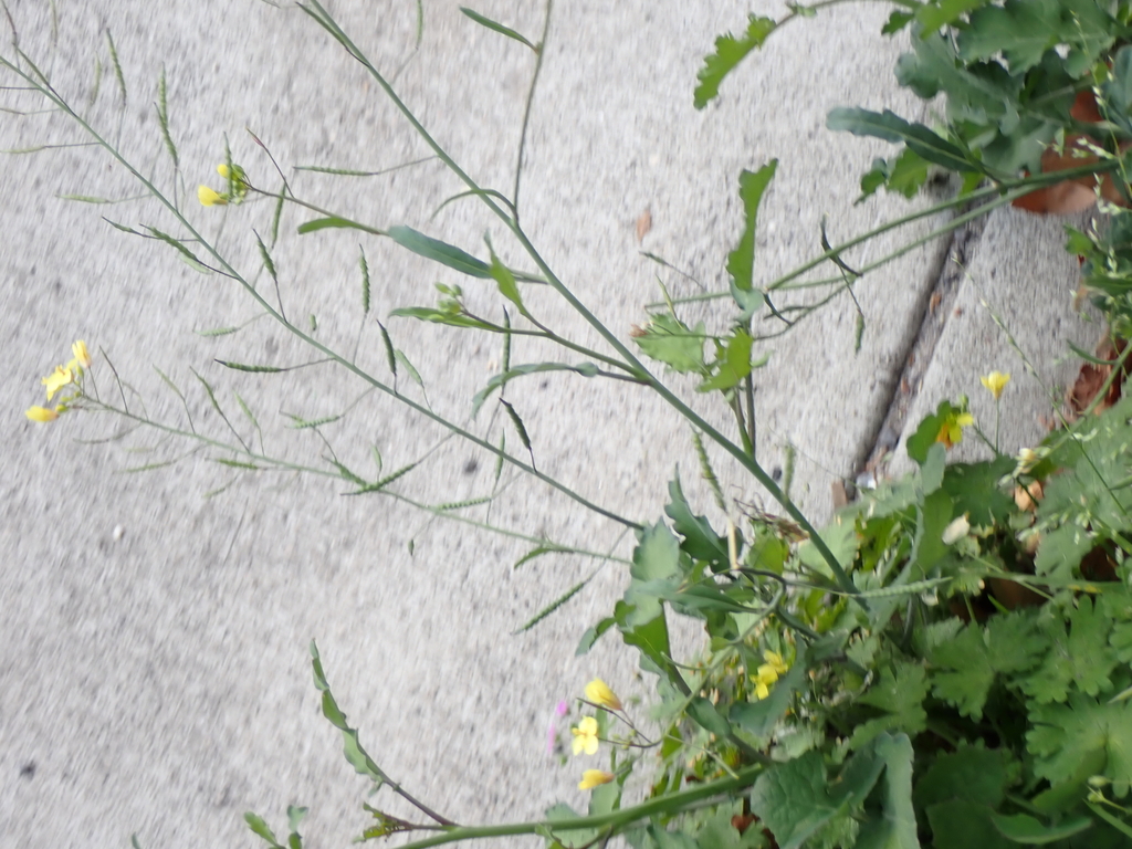 Brassica fruticulosa; photograph (c) Em Lamond, some rights reserved (CC BY)