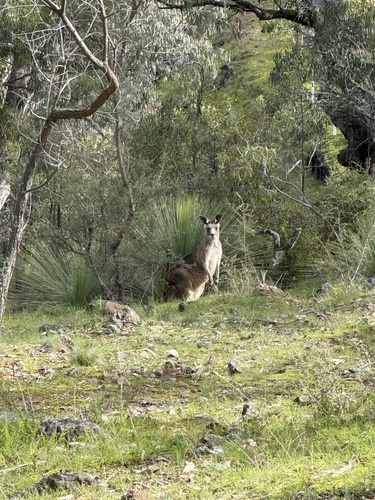 Eastern Grey Kangaroo
