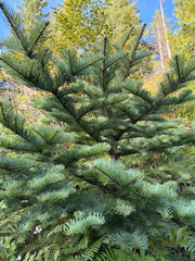 Abies procera, photograph (c) Eric Klug, some rights reserved (CC BY)