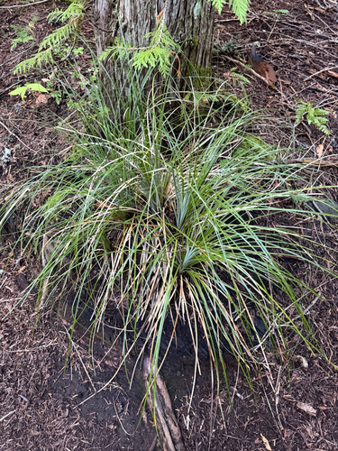 Xerophyllum tenax, photograph 6