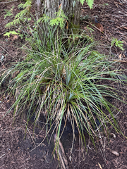 Xerophyllum tenax, photograph (c) Eric Klug, some rights reserved (CC BY)