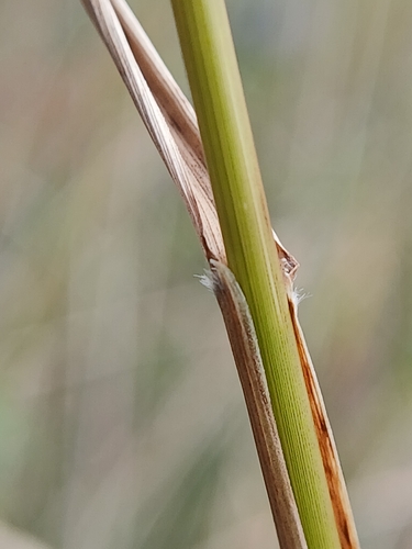 Achnatherum sibiricum, photograph 3