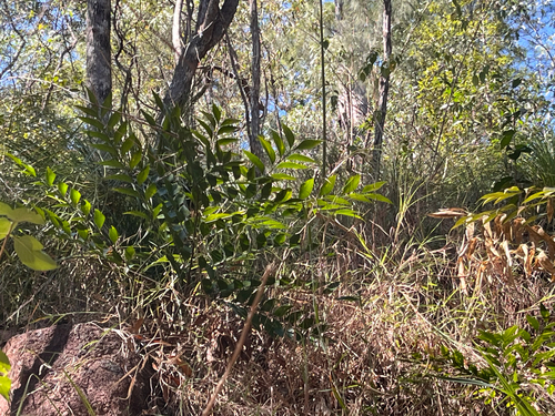 Byfield fern (Bowenia serrulata)