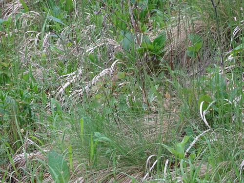 Amethyst Fescue (Festuca amethystina)