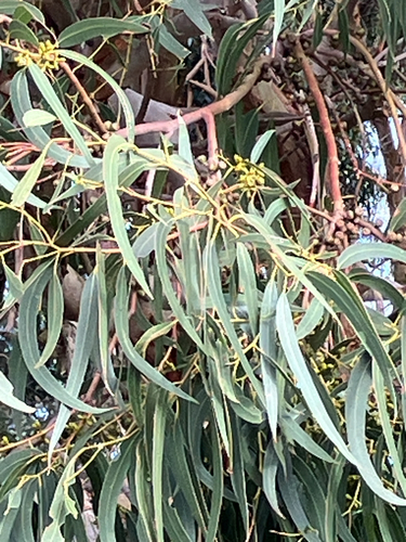 manna gum