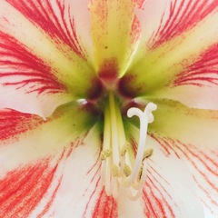 Hippeastrum vittatum