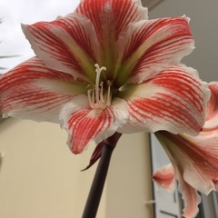 Hippeastrum vittatum