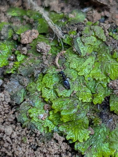 Technomyrmex albipes observed 2026-09-06