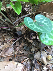 Hexastylis virginica