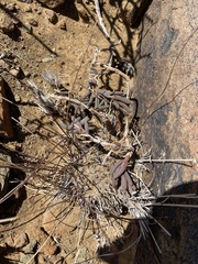 Trichodiadema setuliferum