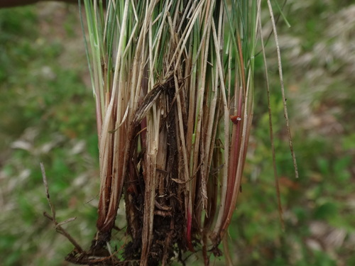 Image of Festuca amethystina by (c) Christian Berg, some rights reserved (CC BY)