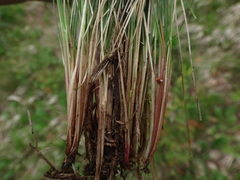 Festuca amethystina