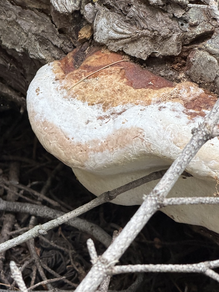 Northern Red Belt · September 2026 · photo: Photo: (c) Irina Mitine, some rights reserved (CC BY) · iNaturalist