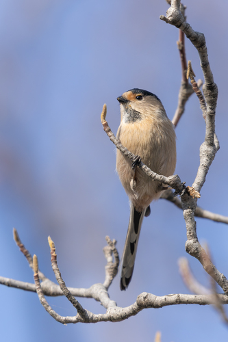 Silver-throated Tit