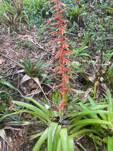 Tillandsia guatemalensis, photograph 5