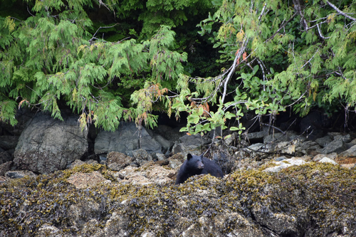 Black Bear sighting near Tofino