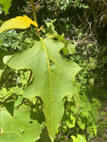 Solanum lanceolatum, photograph 2