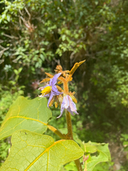 Solanum lanceolatum