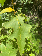 Solanum lanceolatum, photograph (c) birdzilla, some rights reserved (CC BY)