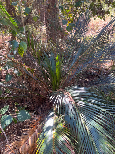 Macrozamia miquelii (Macrozamia miquelii)
