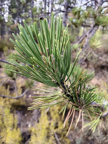 black pine