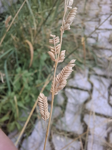american slough grass
