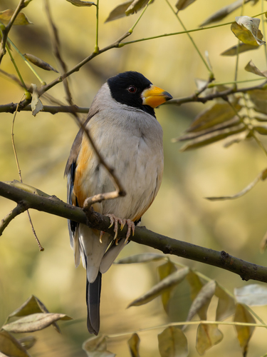 Yellow-billed Grosbeak