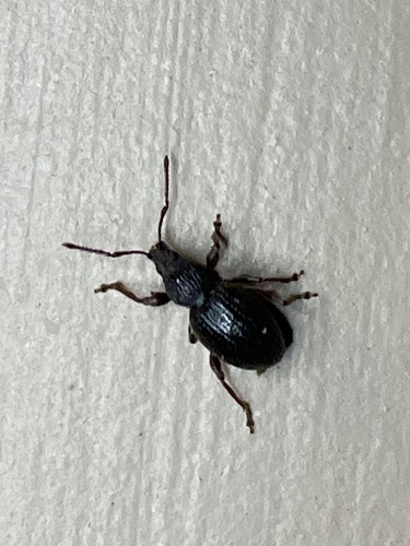 Strawberry Root Weevil