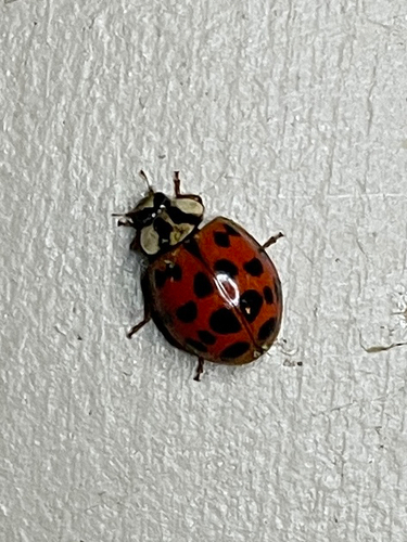 Asian Lady Beetle
