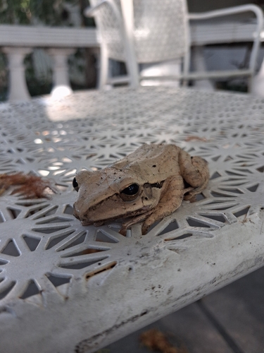Common Southeast Asian Tree Frog