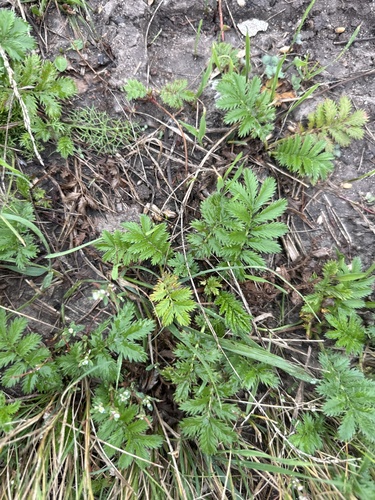 common silverweed