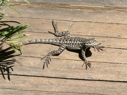 iNaturalist observation photo of Western Fence Lizard