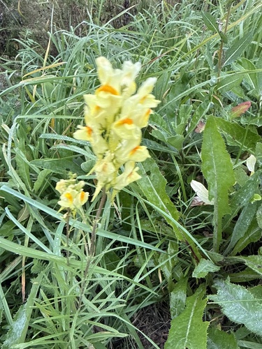 common toadflax