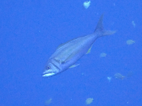 Aphareus furca observed 2026-09-06