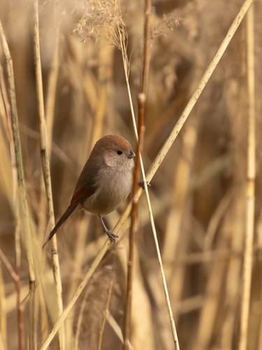 Vinous-throated Parrotbill