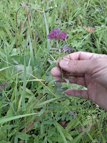 lupine clover