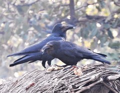 Corvus macrorhynchos culminatus