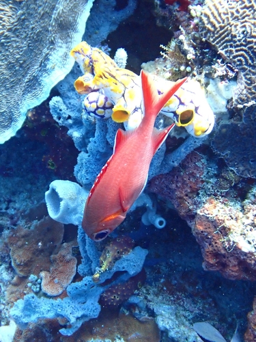 Myripristis vittata observed 2026-09-06