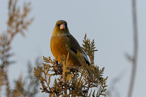 Oriental Greenfinch