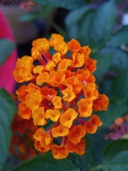 Lantana