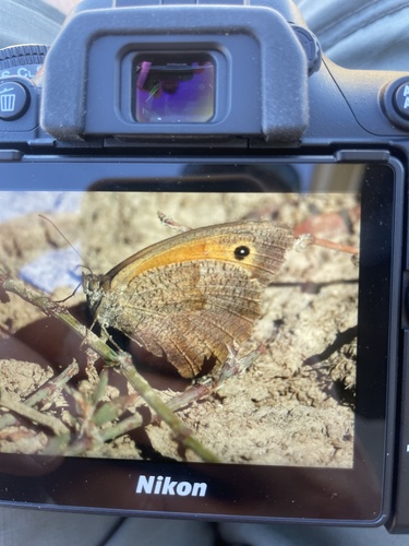 Meadow Brown