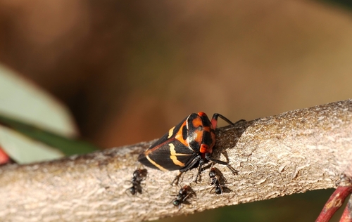 Eurymeloides pulchra observed 2026-09-06