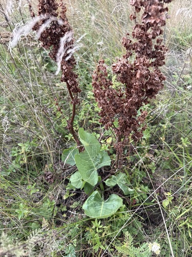 Rumex confertus, photograph 6