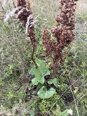 Rumex confertus, photograph (c) Stanislav Murashkin, some rights reserved (CC BY)