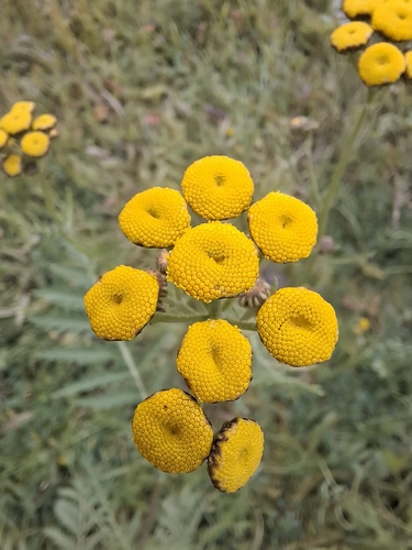 tansy